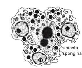Spongiocito